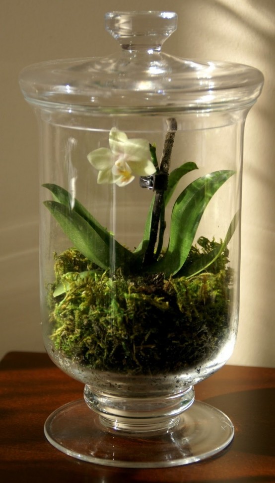 a jar with moss and a single bulb is a pretty and easy decoration to rock in spring