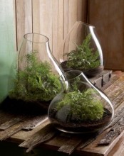 irregular large vases with ferns growing are very woodland-like terrariums that will make your home feel like spring