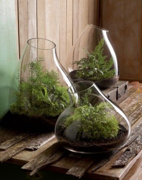 Irregular large vases with ferns growing are very woodland like terrariums that will make your home feel like spring