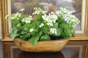 a vintage dough bowl as a planter with white blooms is a cool rustic or farmhouse idea