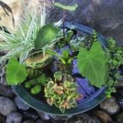 a mini pond in a metal bowl, with leaves and greenery and an additional plant in a pot placed on pebbles in the garden