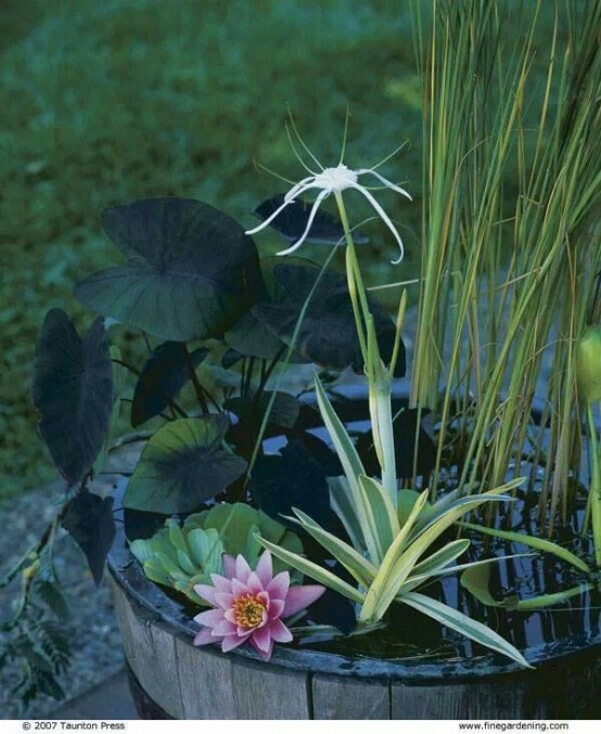 a mini pond in a wooden basket, with water plants and blooms is a peaceful and cool outdoor decoration to rock