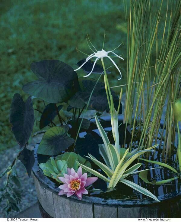 A mini pond in a wooden basket, with water plants and blooms is a peaceful and cool outdoor decoration to rock