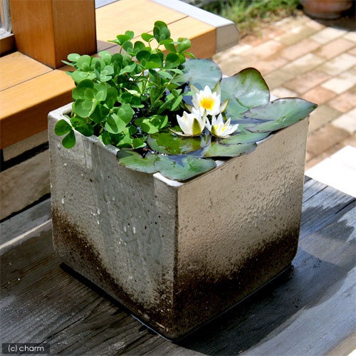 a small square porcelain planter as a pond with many water lilies is a stylish modern decoration for your outdoors