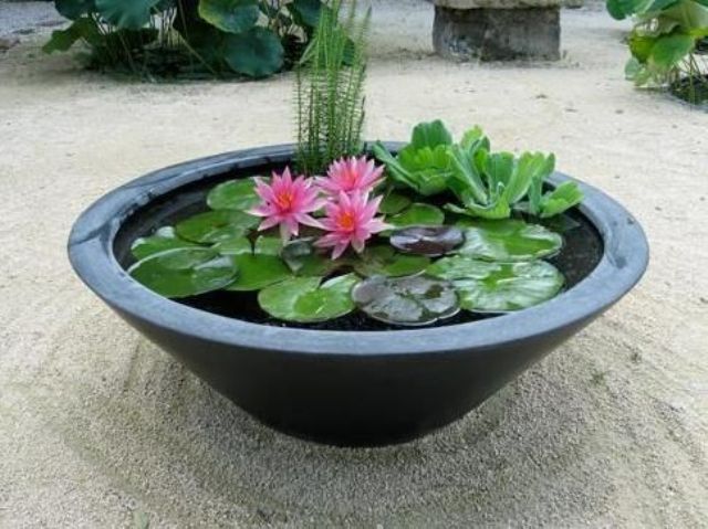 A black porcelain cone shaped mini pond with floating plants and some blooms for outdoor decor