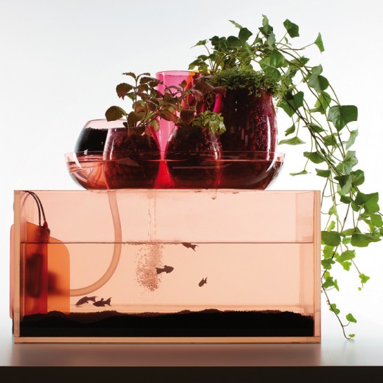 Contemporary Indoor Ponds for Fishes and Plants