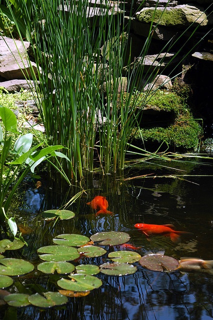 If conditions are right you can add some beautiful fishes to your pond.