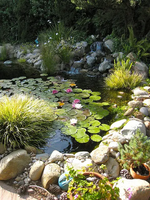 Nymphaeaceae is a family of water plants that should be added to any backyard pond.