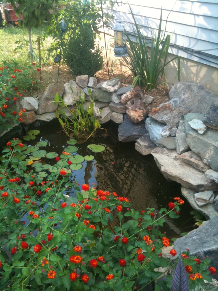 Even a tiny pond could add an interesting touch to your backyard.
