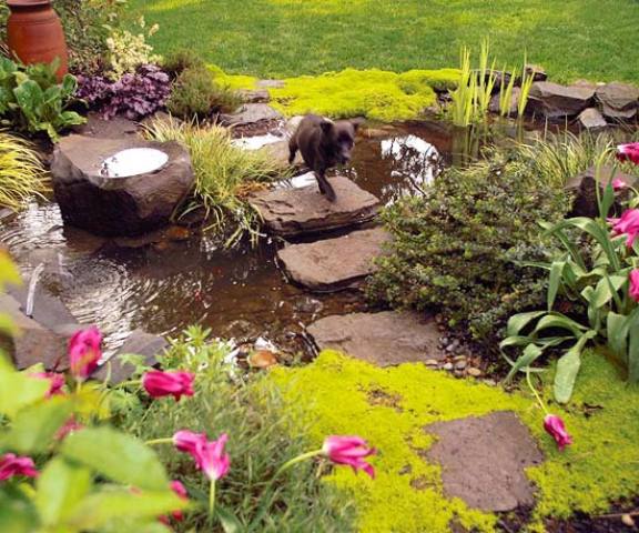 Adding stepping stones to the pond might be a great idea if its locating is somewhere in the middle of your backyard.
