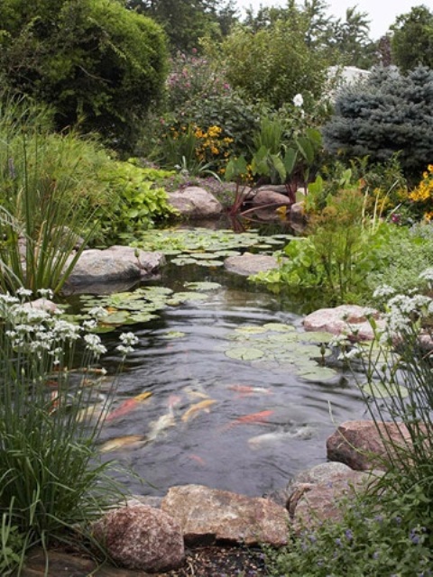 If you have a natural pond then Koi fishes would survive in it without much trouble.