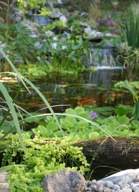There are so many beautiful plants that are perfect to grow near water on in it...