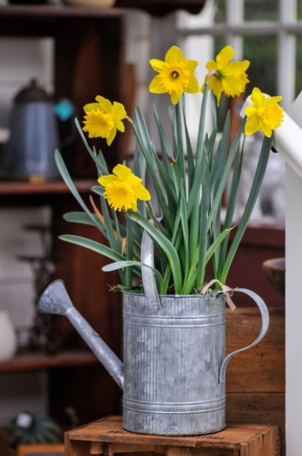 a galvanized watering can with daffodils is a lovely rustic decoration to use it indoors or outdoors