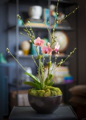 a fresh blooming orchid with moss on top is a cool idea for spring, cover plants in pots