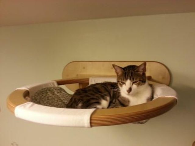 A round wall mounted wooden cat bed with a hammock inside is a stylish and creative option to try
