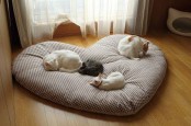 a large heart-shaped cat bed will be a nice option for several kitties or can be made smaller and used by just one cat
