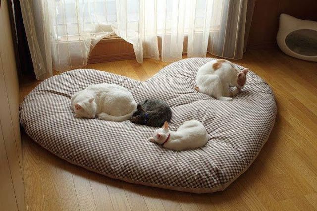 A large heart shaped cat bed will be a nice option for several kitties or can be made smaller and used by just one cat