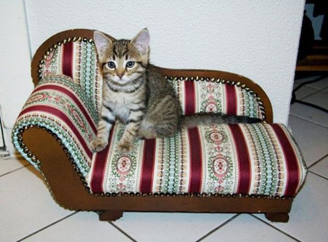 A bright sofa like cat bed as a mini copy of a large human sofa, and your cat will enjoy it no less than you will