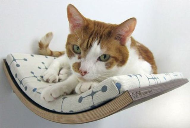 A curved wall mounted cat bed will be a loved spot by your cat as felines enjoy staying up