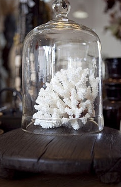 corals in a cloche is a lovely idea for any seaside space, and a cloche can save your piece from dust and other stuff
