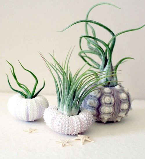 Decorating With Sea Urchins: 27 Cool Ideas