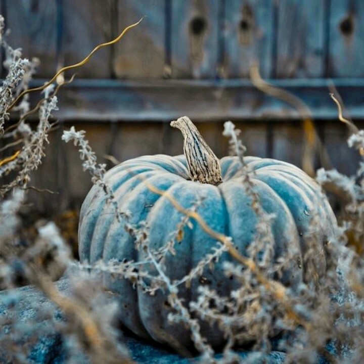 A blue heirloom pumpkin looks all natural and beautiful and will add an unexpected touch of color to your space