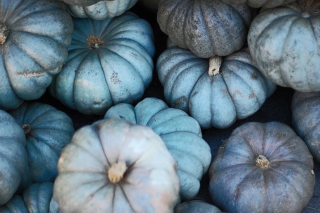 Blue, grye and taupe pumpkins with a metallic shine look very cool and very modern, they are easy to DIY