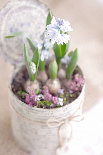 a tin can with fresh blooming bulbs is a lovely idea for a shabby chic or rustic space