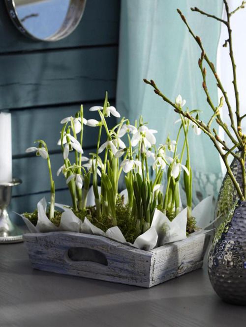 A wooden tray with snowdrops in moss is a very fresh and spring like decor idea you may want to rock this spring