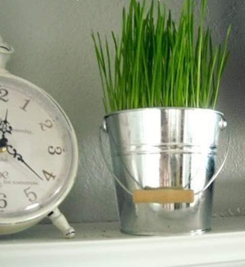 a galvanized bucket with wheatgrass is a fresh and bold idea for spring with a slight rustic touch