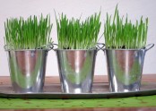 galvanized buckets with wheatgrass are great for spring decor in slight rustic style