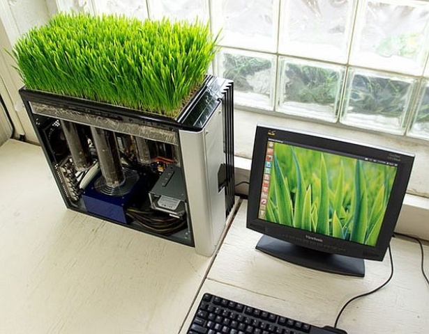 A mini garden with wheatgrass is a stylish idea for a modern spring like space