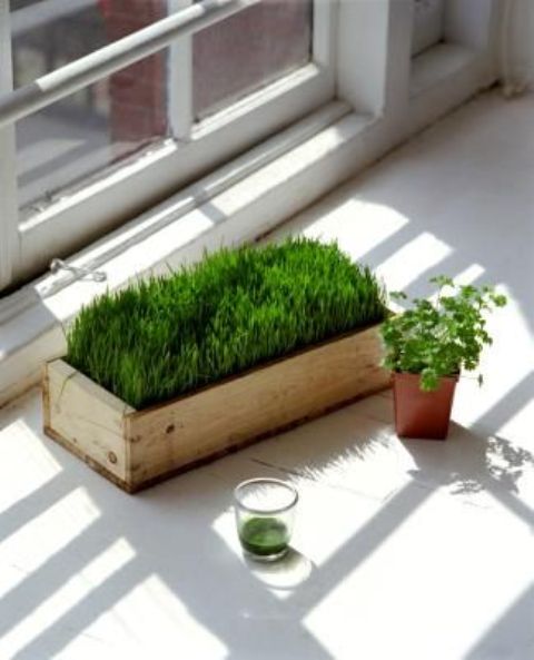 A wooden box planter with wheatgrass will make your space more spring like and fresh