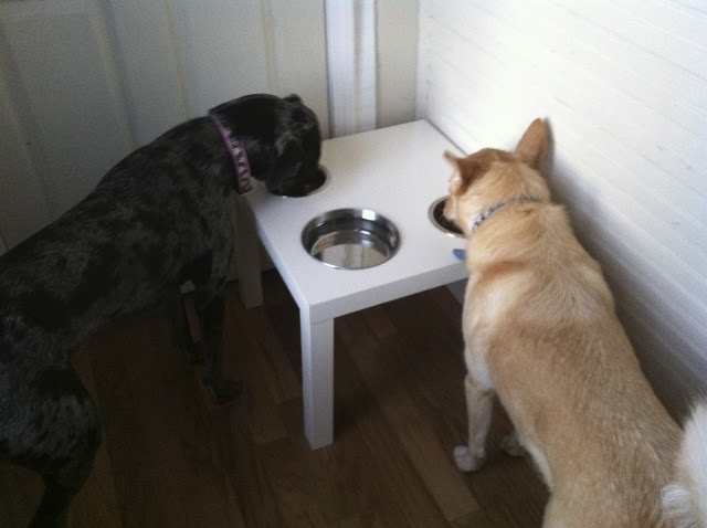 A white IKEA Lack table used as a stand for dogs' bowls to let tall dogs eat and drink comfortably and avoid any food on the floor