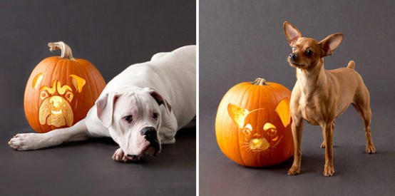 Not so creepy dog faces is a nice change from the more frightening faces of Halloween. 