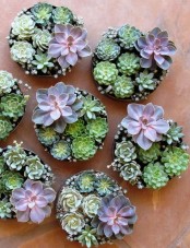 round wall succulent planters with succulents look very chic and very stylish and add charm to the space