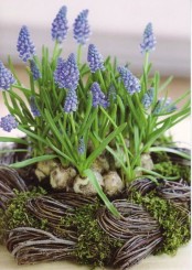 a vine nest with moss and lots of hyacinths is a lovely rustic idea that will bring a fresh spring feel to the space