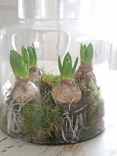 A glass jar with moss and hyacinths is a woodland style decoration for a spring space