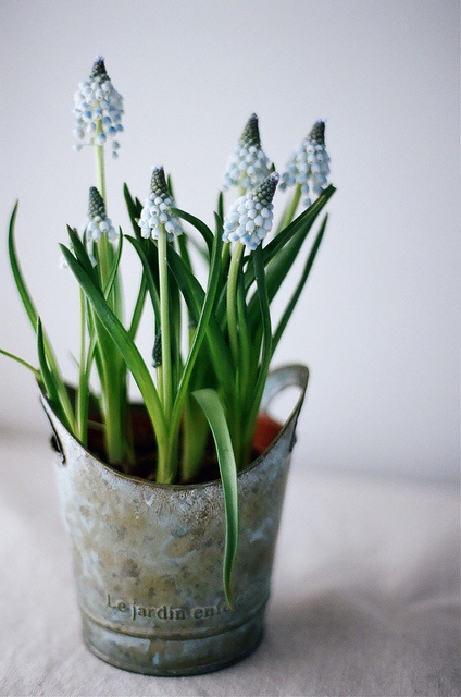 rust metal planter with blue hyacinths is a lovely spring decor idea that you can rock