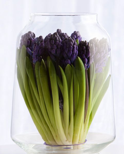 a large sheer vase with deep purple hyacinths is a pretty and cool idea for spring decor