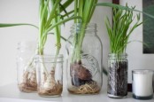some bulbs in jars are a very refreshing and cool idea for spring
