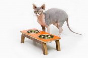 Mid Century Chic Pet Furniture By Modernist Cat