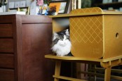 Modern Cozy Frank Cat House With Eco Friendly Design