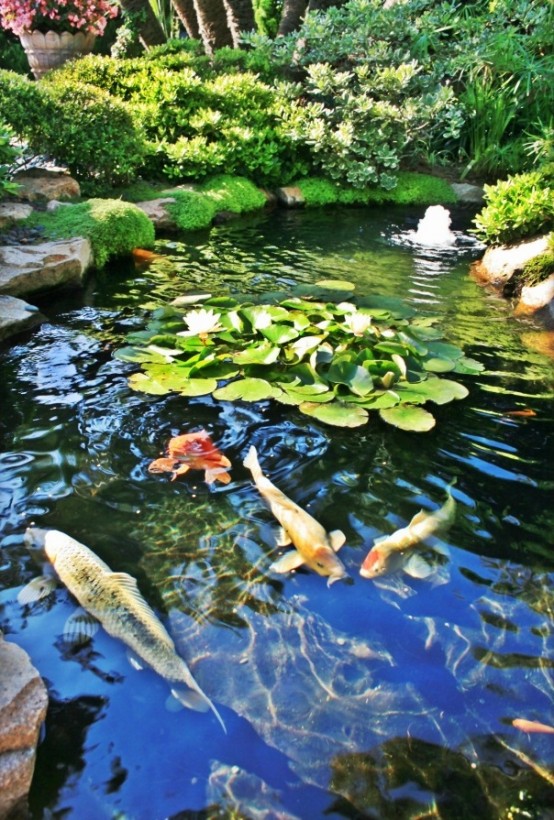 Colorful koi and goldfish bring hours of enjoyment to the Japanese garden. You can make the process of feeding them a really fun activity.