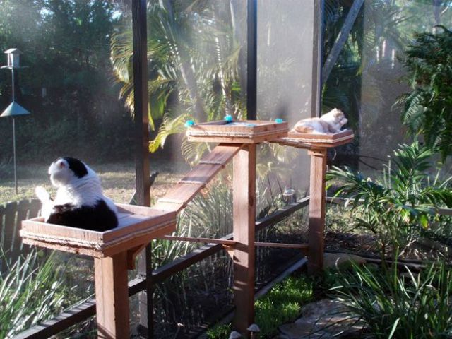 A welcoming natural catio with greenery and cat trees is a cool space to spend some time and enjoy fresh air