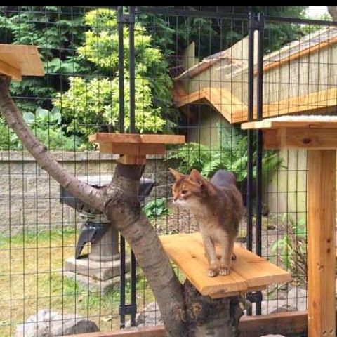 A cage like cat patio with a large cat tree built of branches and shelves at various levels is a creative and cool idea