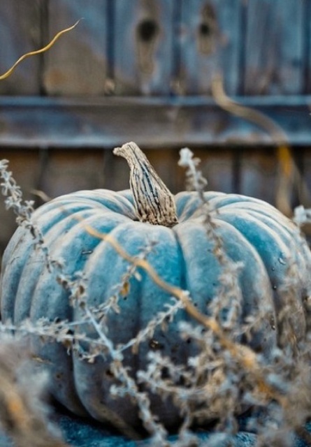 a pumpkin painted blue will be a nice and non-typical decoration for fall and Thanksgiving