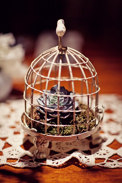 A small bird cage is a perfect housing for a succulent.